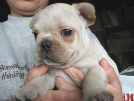 �t�����`�u���h�b�O�@�q���t���[�摜