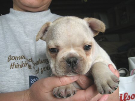 �t�����`�u���h�b�O�@�q���t���[�摜