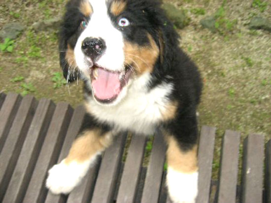 �o�[�j�[�Y�@�q���t���[�摜