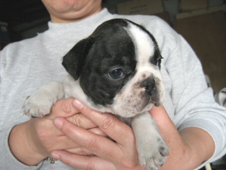 �t�����`�u���h�b�O�@�q���t���[�摜