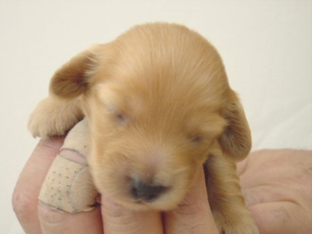 �_�b�N�X�t���h�@�q���t���[�摜