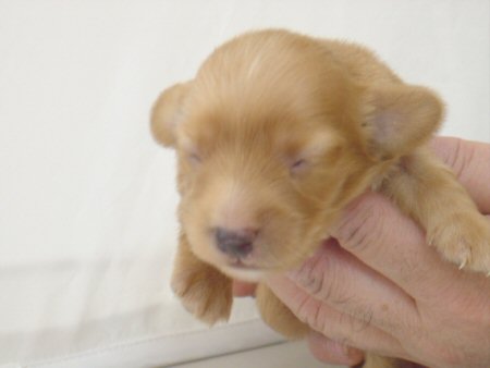 �_�b�N�X�t���h�@�q���t���[�摜