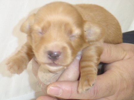 �_�b�N�X�t���h�@�q���t���[�摜