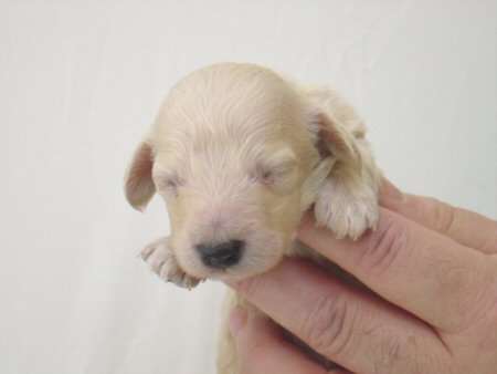 �_�b�N�X�t���h�@�q���t���[�摜