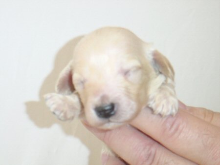 �_�b�N�X�t���h�@�q���t���[�摜