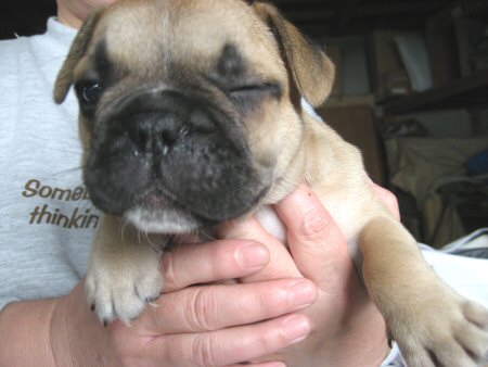 �t�����`�u���h�b�O�@�q���t���[�摜