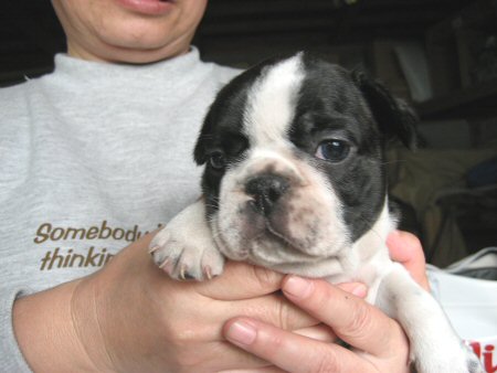 �t�����`�u���h�b�O�@�q���t���[�摜