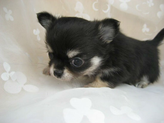 �����@�q���t���[�摜