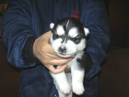 �V�x���A���n�X�L�[�@�q���t���[�摜