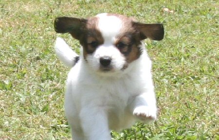 �R�C�P���z���f�B�G�@�q���t���[�摜