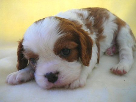 �_�b�N�X�t���h�@�q���t���[�摜