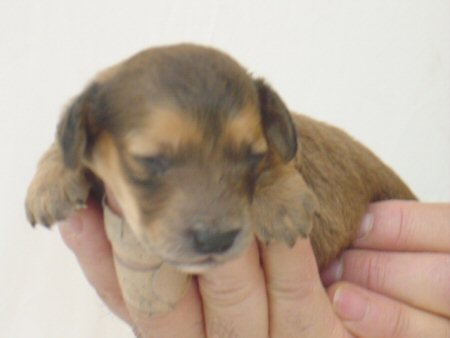 �_�b�N�X�t���h�@�q���t���[�摜