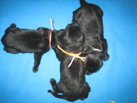 �t���b�g�R�[�e�b�h���g���o�[�@�q���t���[�摜