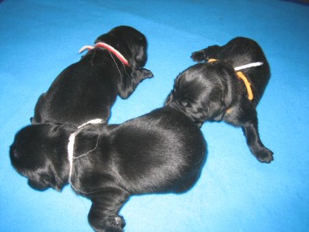 �t���b�g�R�[�e�b�h���g���o�[�@�q���t���[�摜