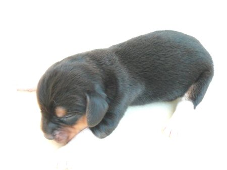 �r�[�O���@�q���t���[�摜