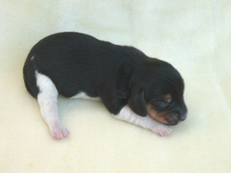 �r�[�O���@�q���t���[�摜