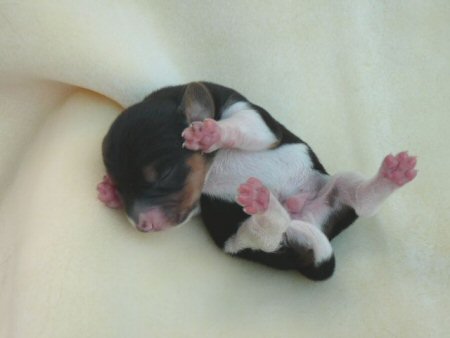 �r�[�O���̎q���@�ʐ^