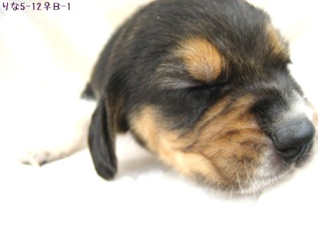 �r�[�O���@�q���t���[�摜