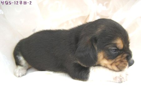 �r�[�O���@�q���t���[�摜