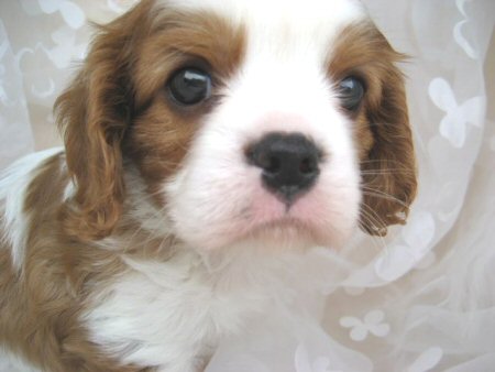 �L���o���A�@�q���t���[�摜