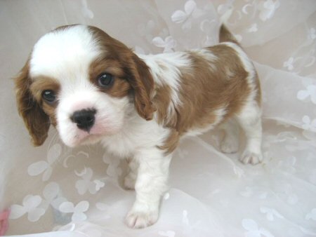 �L���o���A�@�q���t���[�摜