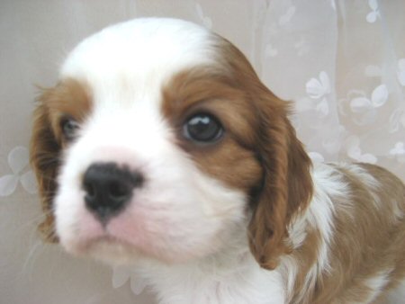 �L���o���A�@�q���t���[�摜