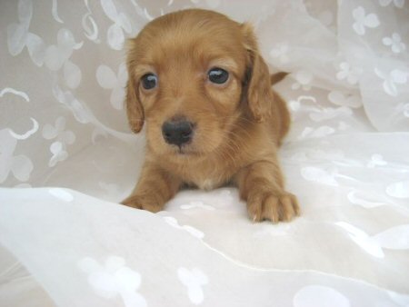 �_�b�N�X�t���h�@�q���t���[�摜