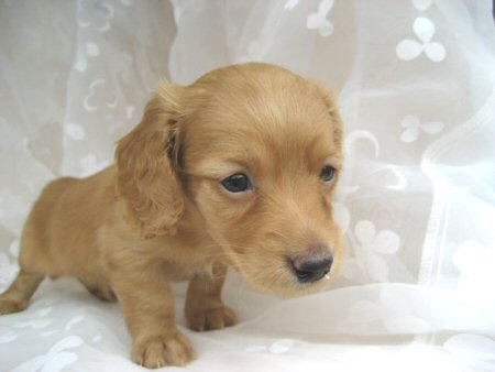 �_�b�N�X�t���h�@�q���t���[�摜