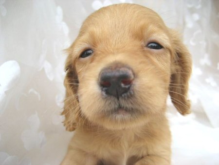 �_�b�N�X�t���h�@�q���t���[�摜