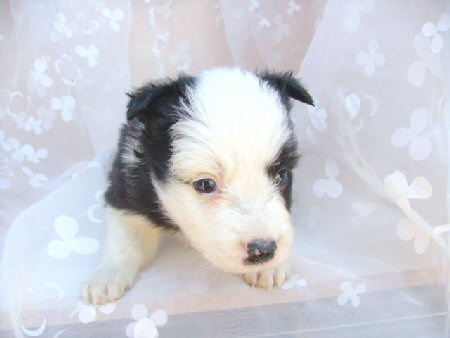 �{�[�_�[�R���[�@�q���t���[�摜