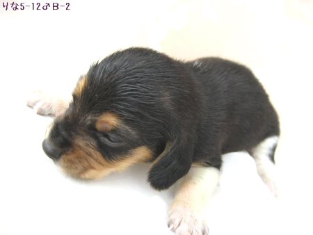 �r�[�O���@�q���t���[�摜