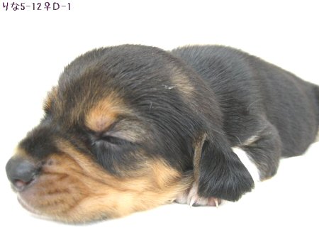 �r�[�O���@�q���t���[�摜