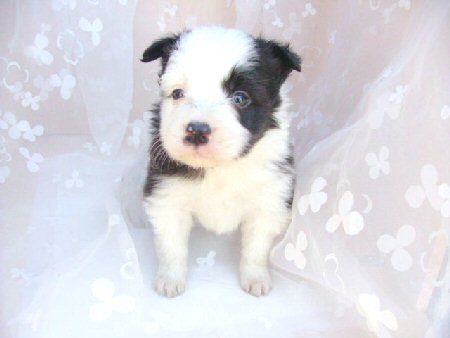 �{�[�_�[�R���[�@�q���t���[�摜