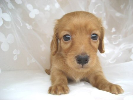 �_�b�N�X�t���h�@�q���t���[�摜