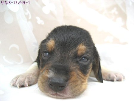 �r�[�O���@�q���t���[�摜