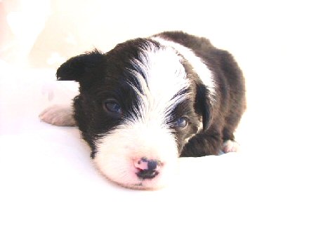 �{�[�_�[�R���[�@�q���t���[�摜