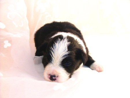 �{�[�_�[�R���[�@�q���t���[�摜