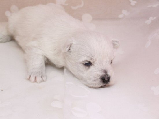 �E�G�X�e�B�[�@�q���t���[�摜