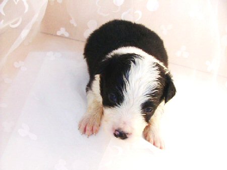 �{�[�_�[�R���[�@�q���t���[�摜