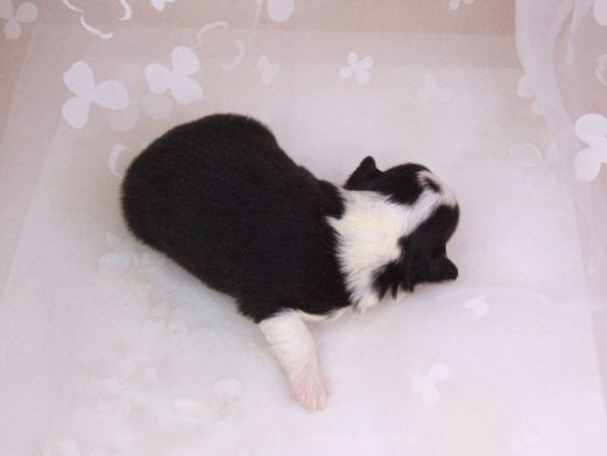 �{�[�_�[�R���[�@�q���t���[�摜