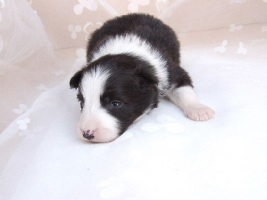 �{�[�_�[�R���[�@�q���t���[�摜