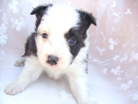 ボーダーコリー 子犬フリー画像