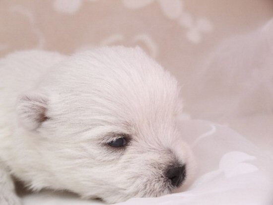 ウエスティー 子犬フリー画像