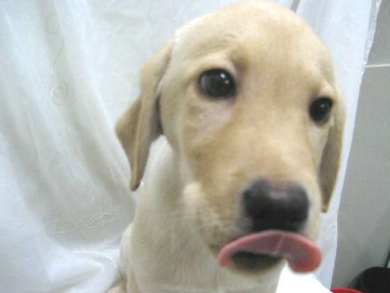 ウェルシュコーギー　子犬フリー画像