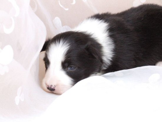 ボーダーコリー 子犬フリー画像