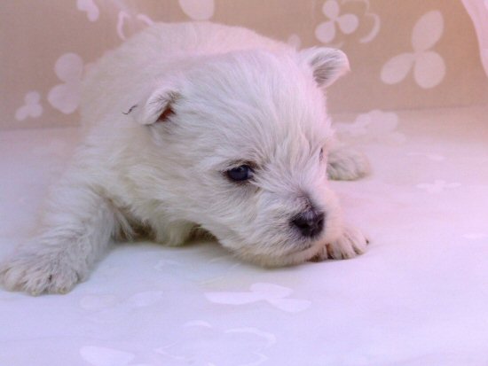 ウエスティー 子犬フリー画像