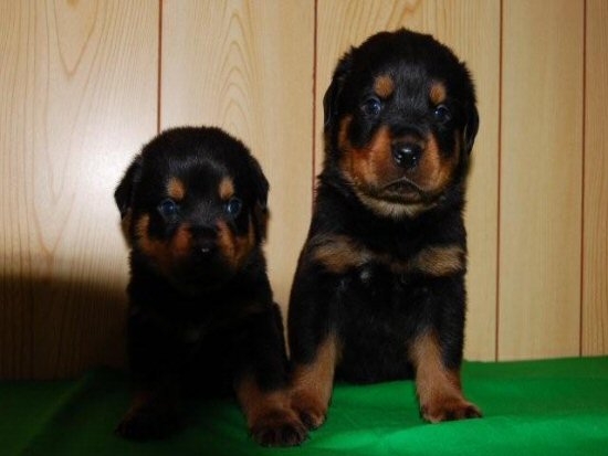 ロットワイラー 子犬フリー画像