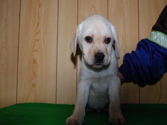 ラブラドールレトリバーー 子犬フリー画像