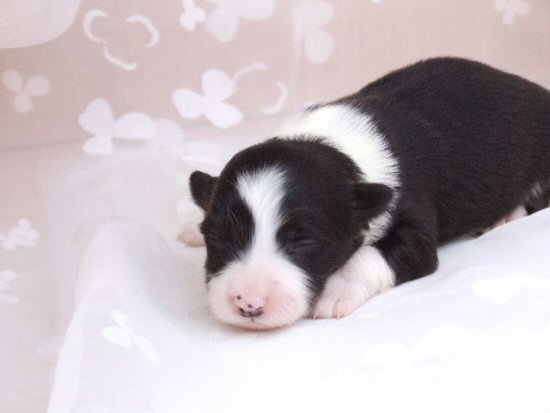 �{�[�_�[�R���[�@�q���t���[�摜