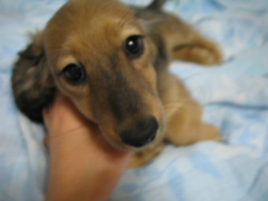 �_�b�N�X�t���h�@�q���t���[�摜